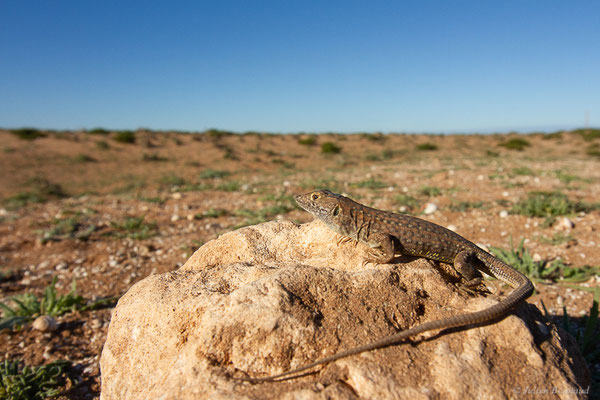Acanthodactylus margaritae Tamar, Geniez, Brito and Crochet, 2017