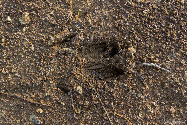 Sanglier — Sus scrofa Linnaeus, 1758, (empreinte) (Lacq (64), France, le 28/03/2019)