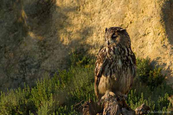 Grand-duc d'Europe — Bubo bubo (Linnaeus, 1758), (Parc ornithologique de Pont de Gau (13), France, le 20/02/2020)