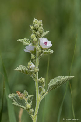 Guimauve officinale — Althaea officinalis L., 1753, (Braud-et-Saint-Louis (33), France, le 04/07/2018)