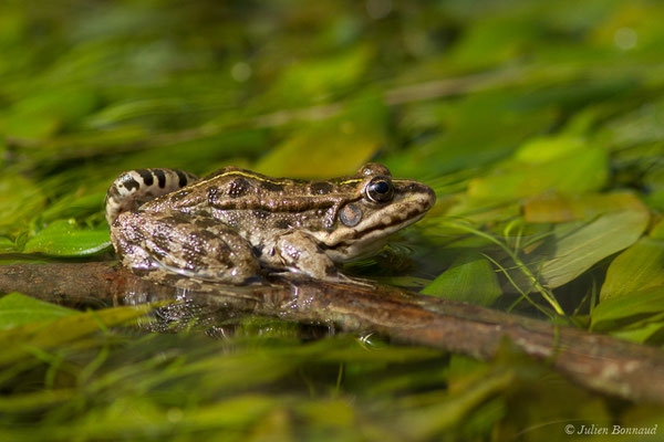 Grenouille de Graf — Pelophylax kl. grafi (Crochet, Dubois, Ohler & Tunner, 1995), (Monségur (40), France, le 18/03/2020)