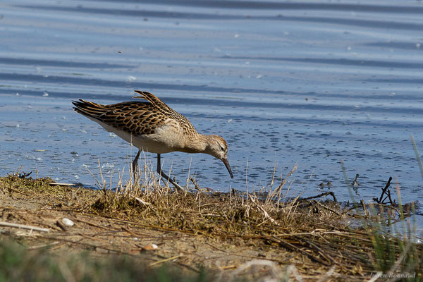 Combattant varié — Calidris pugnax (Linnaeus, 1758), (Réserve ornithologique du Teich (33), France, le 18/10/2022)