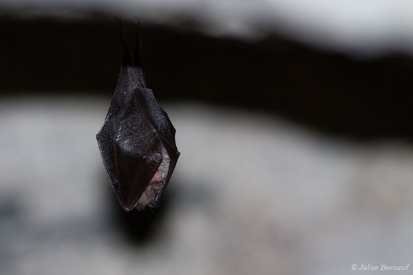Petit rhinolophe — Rhinolophus hipposideros (Borkhausen, 1797)