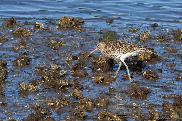 Courlis cendré — Numenius arquata (Linnaeus, 1758), (Parc écologique de Plaiaundi, Irun (Pays basque), Espagne, le 12/11/2022)