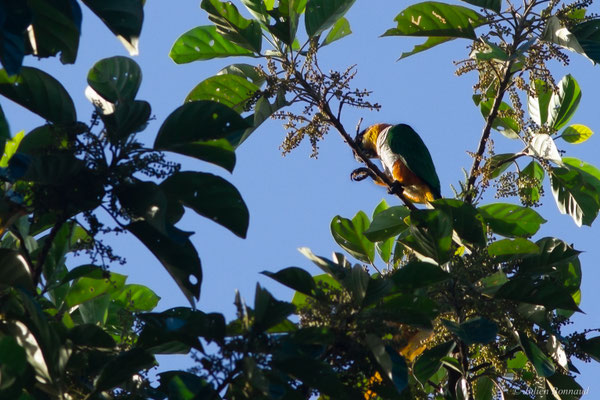 Caïque maïpouri — Pionites melanocephalus (Linnaeus, 1758), (sentier du Rorota, Remire-Montjoly, Guyane, le 17/07/2016)