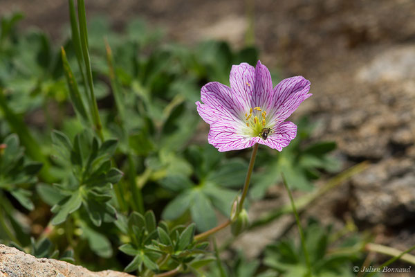 Géranium à feuilles cendrées ou Géranium cendré — Geranium cinereum Cav., 1787, (Station de ski de Gourette, Eaux Bonnes (65), France, le 29/07/2020)