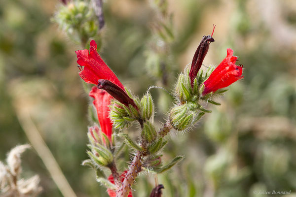 Vipérine de Crète — Echium creticum L., 1753, (Ammelne, (Souss-Massa), Maroc, le 06/02/2023)
