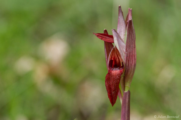 Sérapias à labelle allongé — Serapias vomeracea (Burm.f.) Briq., 1910