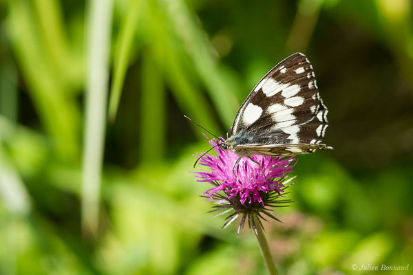 Demi-deuil — Melanargia galathea (Linnaeus, 1758), (Gère-Bélesten (64), France, le 14/07/2020)