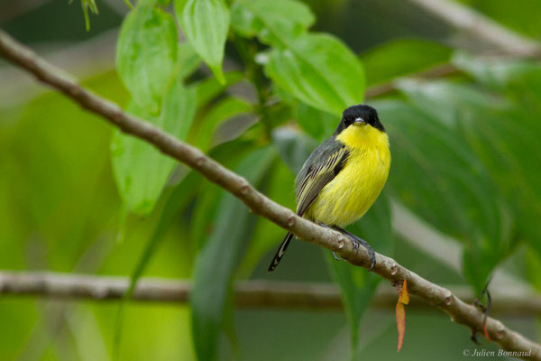 Todirostre familier — Todirostrum cinereum (Linnaeus, 1766)