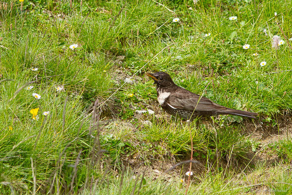 Merle à plastron — Turdus torquatus Linnaeus, 1758, (Station de ski de La Pierre Saint-Martin, Arette (64), France, le 06/07/2023)