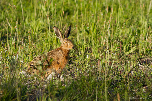 Lièvre d'Europe — Lepus europaeus Pallas, 1778, (Lacq (64), France, le 13/05/2019)
