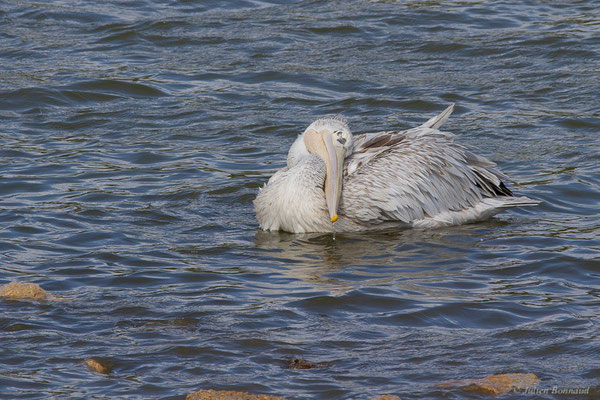 Pélican gris — Pelecanus rufescens Gmelin, 1789, (Réserve Africaine de Sigean (11), France, le 26/09/2024)