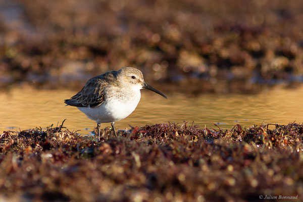 Bécasseau variable — Calidris alpina (Linnaeus, 1758), (Oualidia (Casablanca-Settat), Maroc, le 21/01/2022)