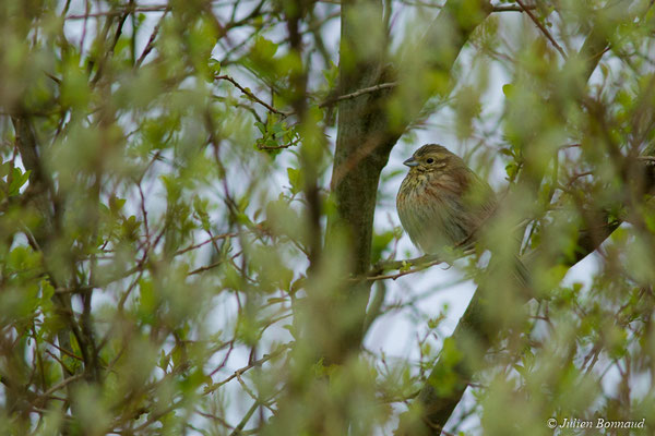 Bruant zizi — Emberiza cirlus Linnaeus, 1766, (femelle en pluamge nuptial) (Saint-Aunix-Lengros (32), France, le 20/03/2018)