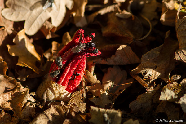 Anthurus d'archer (Clathrus archeri) (Pontivy (56), (France), le 13/11/2017)