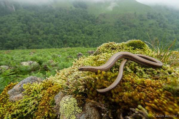 Orvet fragile — Anguis fragilis (Linnaeus, 1758)