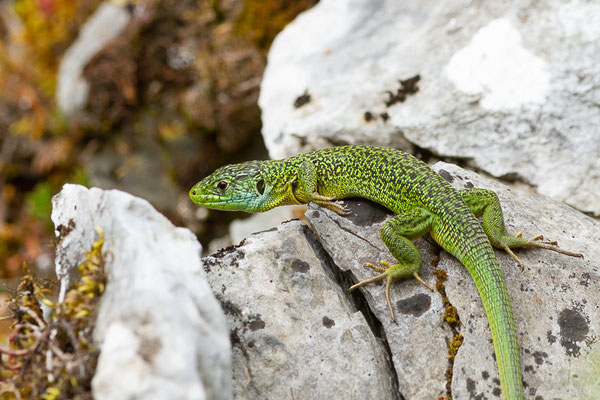 Lézard à deux raies — Lacerta bilineata Daudin, 1802, (Etsaut (64), France, le 27/04/2022)