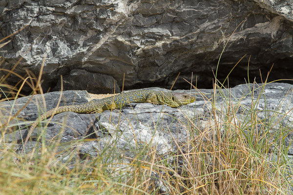 Lézard ocellé — Timon lepidus (Daudin, 1802), (mâle adulte) (Tarnos (64), France, le 13/03/2020)