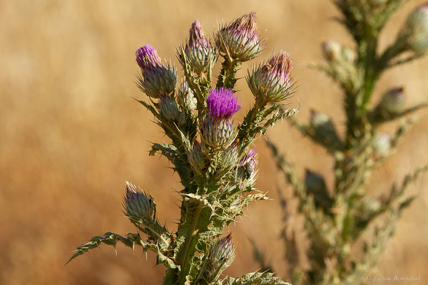 Onopordon à feuilles d'acanthe — Onopordum acanthium L., 1753, (Fuentes de Nava, Palencia (Castille-et-León), Espagne, le 04/07/2022)