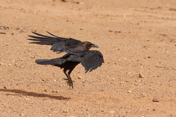 Corbeau brun — Corvus ruficollis Lesson, 1831, (Parc national d'Iriqui (Souss-Massa-Draâ, Guelmim-Es Semara), Maroc, le 12/02/2023)