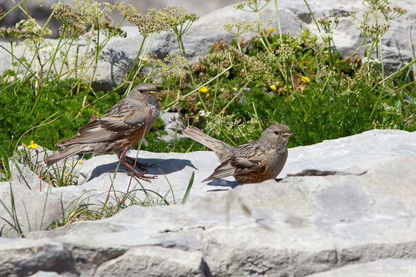 Accenteur alpin — Prunella collaris (Scopoli, 1769), (Station de ski de La Pierre Saint-Martin, Arette (64), France, le 06/07/2023)