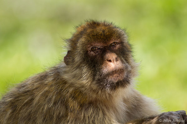 Magot, Macaque berbère, Macaque de Barbarie – Macaca sylvanus (Linnaeus, 1758), (Tarifa (Andalousie), Espagne, le 02/08/2020)