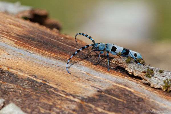 Rosalie des Alpes — Rosalia alpina (Linnaeus, 1758), (Bedous (64), France, le 03/08/2025)