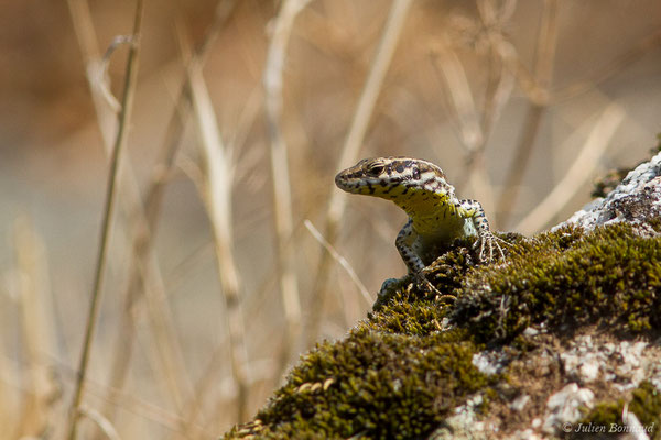 Lézard tyrrhénien — Podarcis tiliguerta (Gmelin, 1789), (Sollacaro (2A), France, le 02/09/2019)