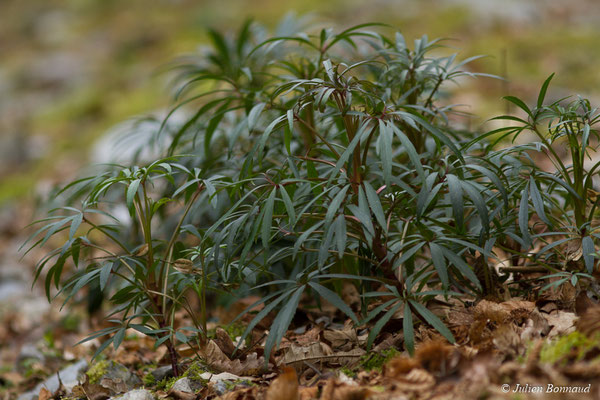 Ellébore fétide — Helleborus foetidus L., 1753