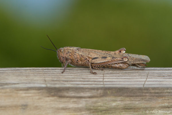 Criquet égyptien — Anacridium aegyptium (Linnaeus, 1764), (Bidart (64), France, le 09/11/2018)