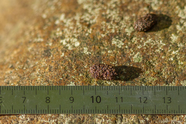 Cincle plongeur — Cinclus cinclus (Linnaeus, 1758), (pelote de réjection), (Mendive (64), France, le 24/10/2022)