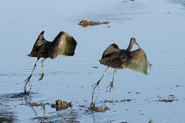 Ibis falcinelle — Plegadis falcinellus (Linnaeus, 1766), (Parc Naturel du Delta de l'Ebre (Catalogne), Espagne, le 06/02/2022)