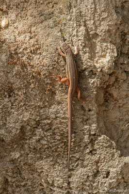 Psammodrome algire — Psammodromus algirus (Linnaeus, 1758)