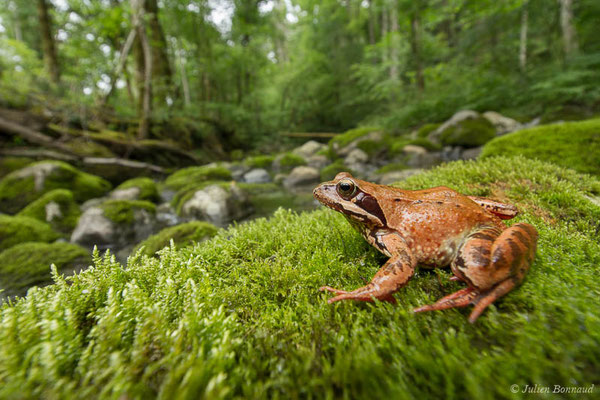 Grenouille rousse — Rana temporaria Linnaeus, 1758
