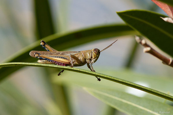 Miramelle corse — Eyprepocnemis plorans (Charpentier, 1825), (Kenitra (Rabat-Salé-Kénitra), Maroc, le 20/01/2023)