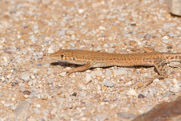 Eremias à gouttelettes — Mesalina guttulata (Lichtenstein, 1823), (Parc national d'Iriqui (Souss-Massa-Draâ, Guelmim-Es Semara), Maroc, le 12/02/2023)