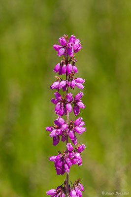 Bruyère cendrée — Erica cinerea L., 1753, (Lacq (64), France, le 16/07/2019)