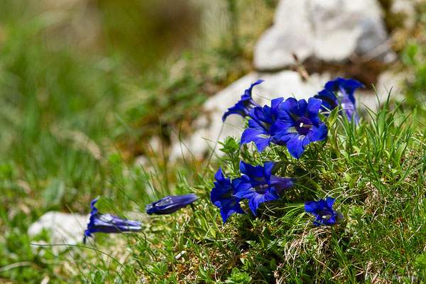 Gentiane occidentale — Gentiana occidentalis Jakow., 1899, (La Pierre Saint-Martin, Arette (64), France, le 15/05/2022)