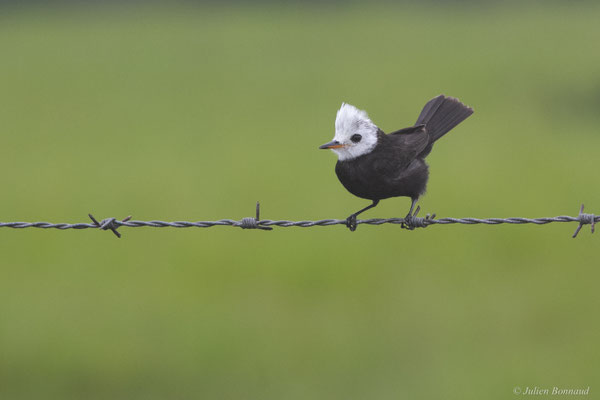 Moucherolle à tête blanche — Arundinicola leucocephala (Linnaeus, 1764)