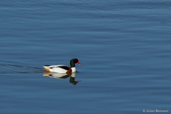 Tadorne de Belon — Tadorna tadorna (Linnaeus, 1758), (réserve ornithologique du Teich (33), France, le 15/02/2021)