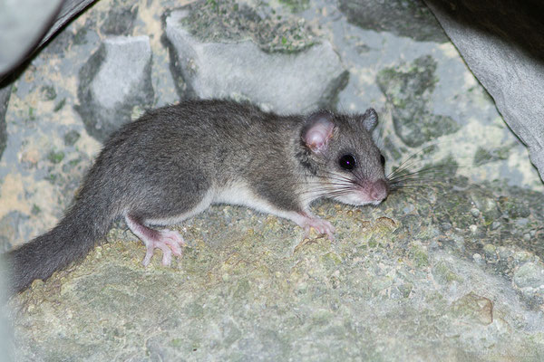 Loir gris — Glis glis (Linnaeus, 1766), (Accous (64), France, le 22/09/2022)
