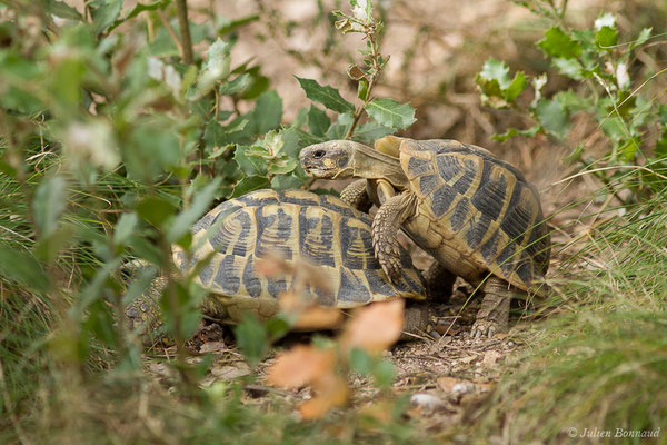 Tortue d'Hermann — Testudo hermanni (Gmelin, 1789), (Moltifao (2B), France, le 10/09/2019)