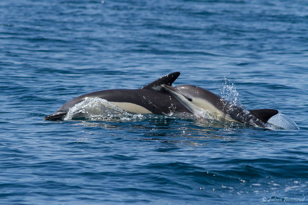 Dauphin commun, Dauphin commun à bec court ou Dauphin commun à bec long – Delphinus delphis Linnaeus, 1758, (Sagres (Vila do Bispo), Algarve (Portugal), le 31/08/2018)