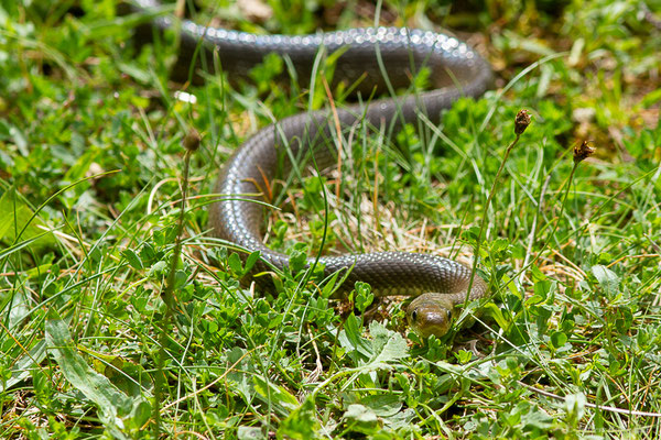 Couleuvre d'Esculape — Zamenis longissimus (Laurenti, 1768)