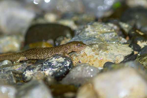 Calotriton des Pyrénées — Calotriton asper (Al. Dugès, 1852)