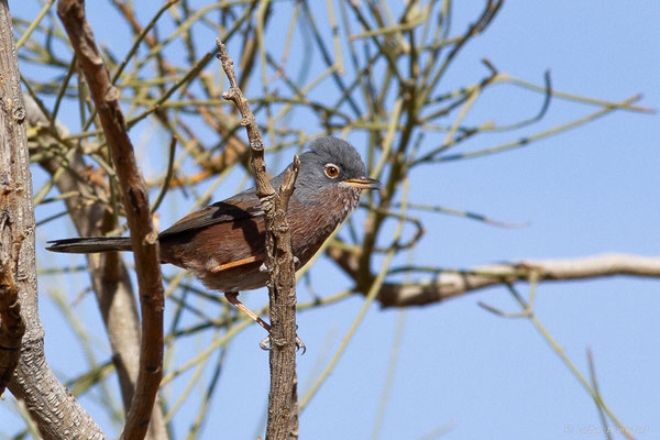 Fauvette de l'Atlas — Curruca deserticola (Tristram, 1859), (Msseyed (Guelmim-Oued Noun), Maroc, le 06/02/2024)