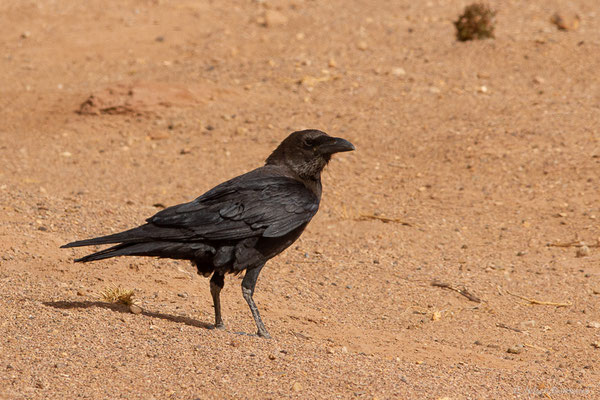 Corbeau brun — Corvus ruficollis Lesson, 1831, (Parc national d'Iriqui (Souss-Massa-Draâ, Guelmim-Es Semara), Maroc, le 12/02/2023)