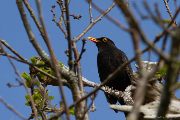 Merle noir — Turdus merula Linnaeus, 1758, (Réserve ornithologique du Teich (33), France, le 21/03/2024)