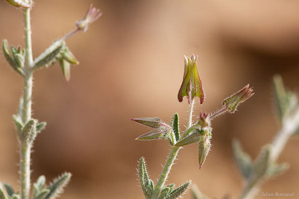 Trichodesma calcaratum Coss. ex Batt., (Tata (Souss-Massa), Maroc, le 08/02/2023)